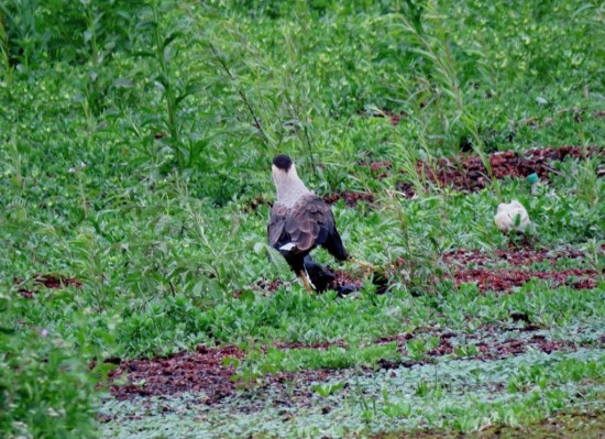 Carancho/Southern Caracara