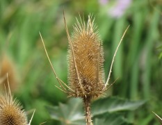 Cardencha/Wild teasel