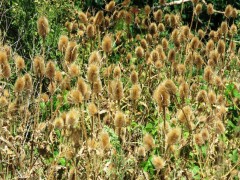 Cardencha/Wild teasel