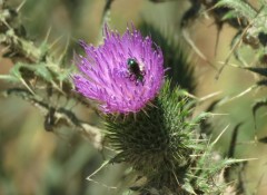 Cardo negro/Bull thistle