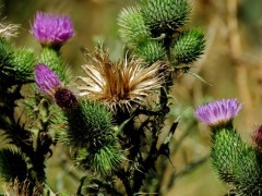 Cardo negro/Bull thistle