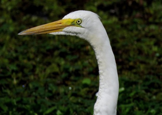 Garza blanca/Great Egret