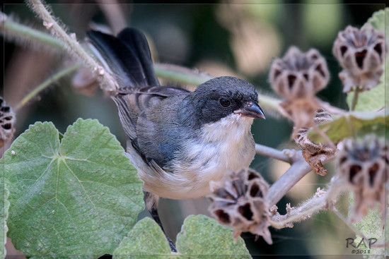 Monterita cabeza negra/Black-capped Warbling-Finch