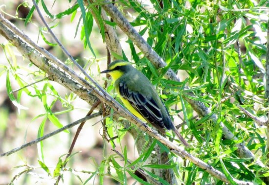 Suirirí amarillo/Yellow-browed Tyrant