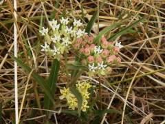 Yerba de la víbora/Asclepias mellodora