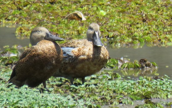 Pato cuchara/Red Shoveler