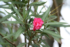 Laurel de jardín/Oleander