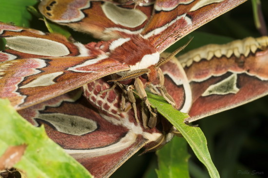 Rothschildia jacobaea