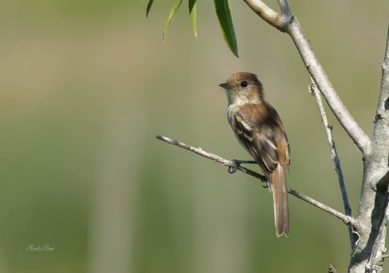 Mosqueta estriada/Bran-coloured Flycatcher