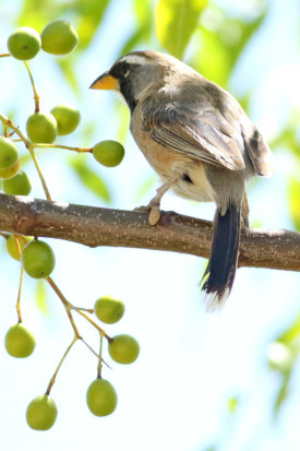 Pepitero chico/Many-coloured Chaco Finch