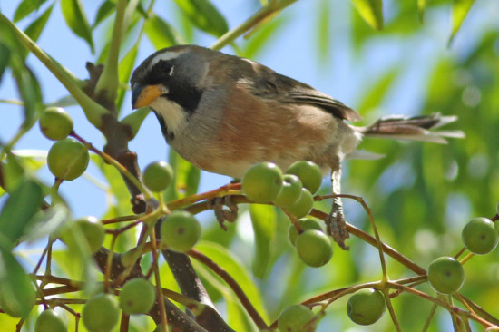 Pepitero chico/Many-coloured Chaco Finch