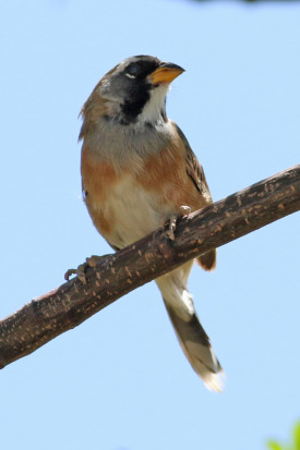 Pepitero chico/Many-coloured Chaco Finch