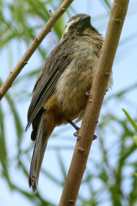 Pepitero/Saltator