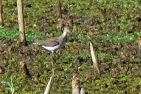 Pitotoy solitario/Solitary Sandpiper