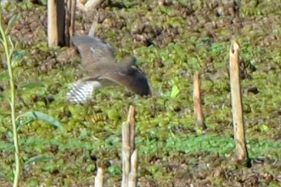 Pitotoy solitario/Solitary Sandpiper