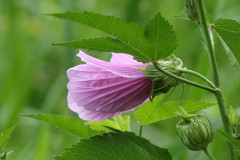 Rosa del río/Striped rosemallow