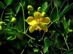 Sen del campo/Buttercup tree