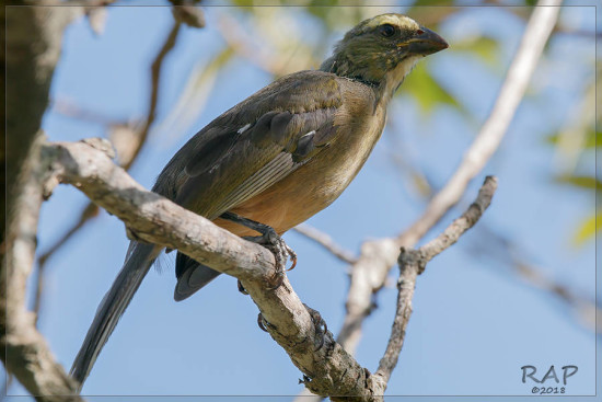 Pepitero gris/Greyish Saltator