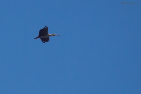 Bancurria mora/Plumbeous Ibis