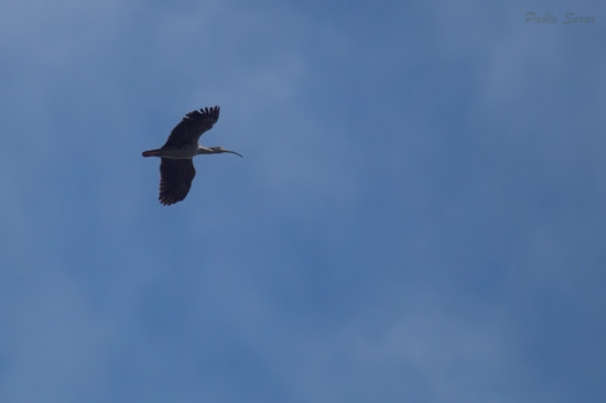 Bancurria mora/Plumbeous Ibis