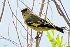 Cabecitanegra común/Hooded Siskin