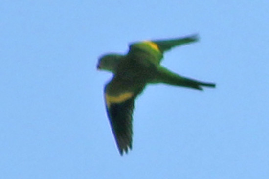 Catita chirirí/Yellow-chevroned Parakeet