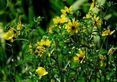 Flechilla/Bidens laevis