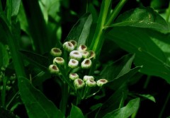 Lucera/Wing-stemmed camphorweed