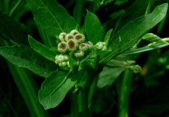 Lucera/Wing-stemmed camphorweed