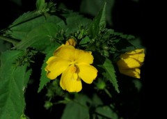 Malva del bosque/Pavonia sepium