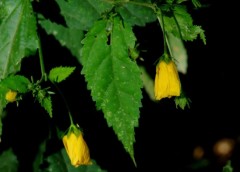 Malva del bosque/Pavonia sepium