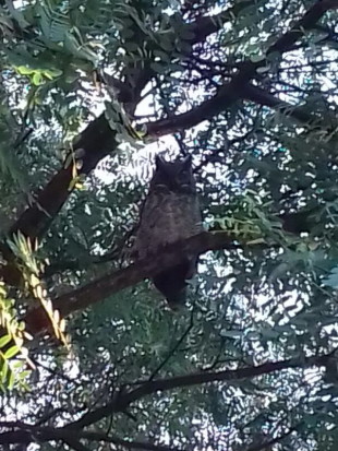 Ñacurutú/great Horned Owl