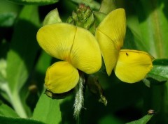 Porotillo/Cow pea