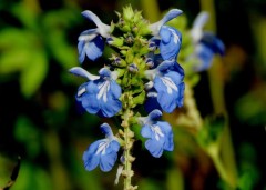 Salvia celeste/Salvia uliginosa