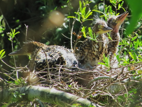 Hocó colorado/Rufescent Tiger-Heron