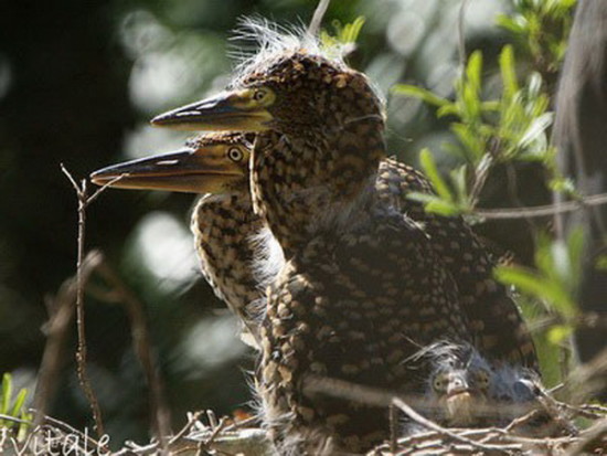 Hocó colorado/Rufescent Tiger-Heron