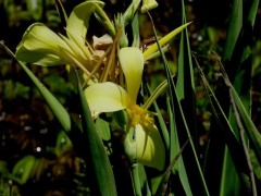 Achira amarilla/Louisiana Canna