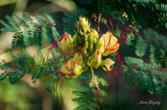 Barba de chivo/Yellow bird of paradise