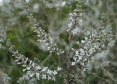 Cedrón del monte/White brush