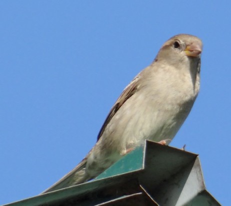 Gorrión/House Sparrow