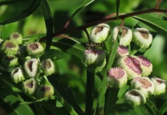 Lucera/Wing-stemmed camphorweed