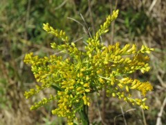 Vara de oro/Brazilian arnica