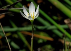 Azucenita del campo/Zephir lily