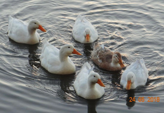 Ánade real/Mallard Duck