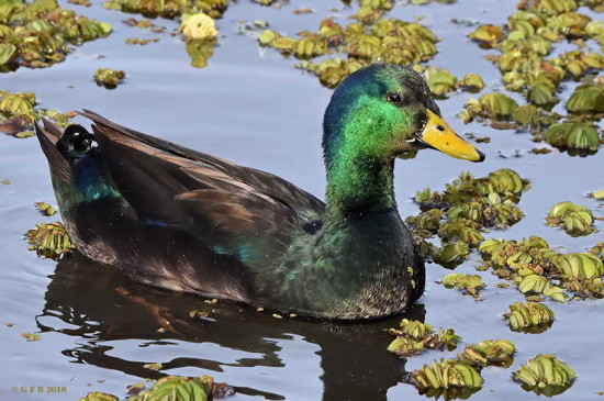 Ánade real/Mallard Duck