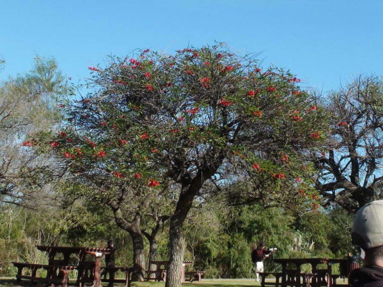 Ceibo/Cock Spur Tree