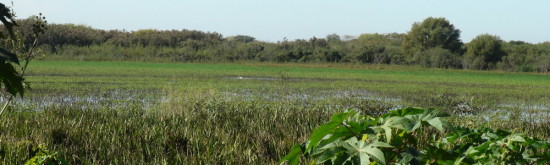 Laguna de las Gaviotas/Gull Pond