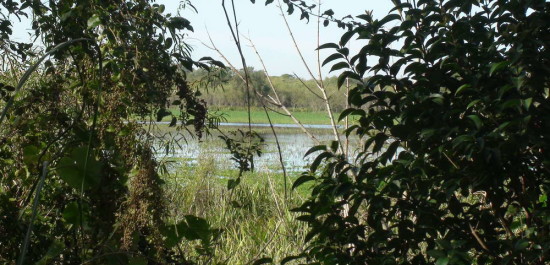 Laguna de las Gaviotas/Gull Pond