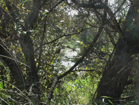 Laguna Macaes/Grebe Pond