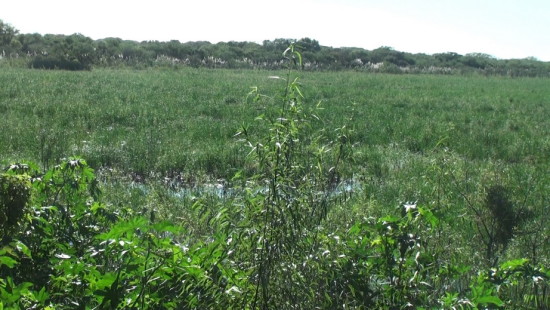 Laguna Patos/Duck Pond